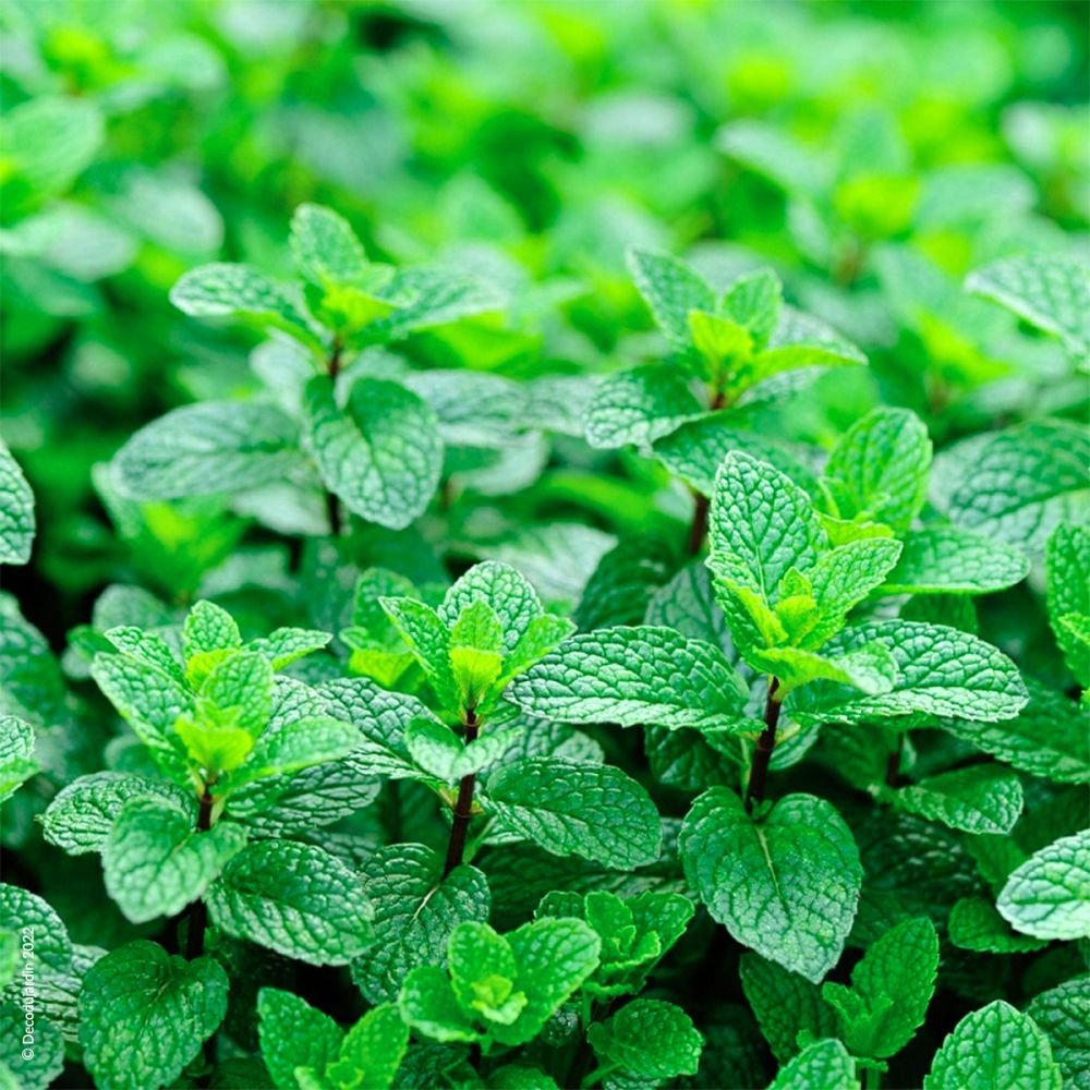 Menthe verte